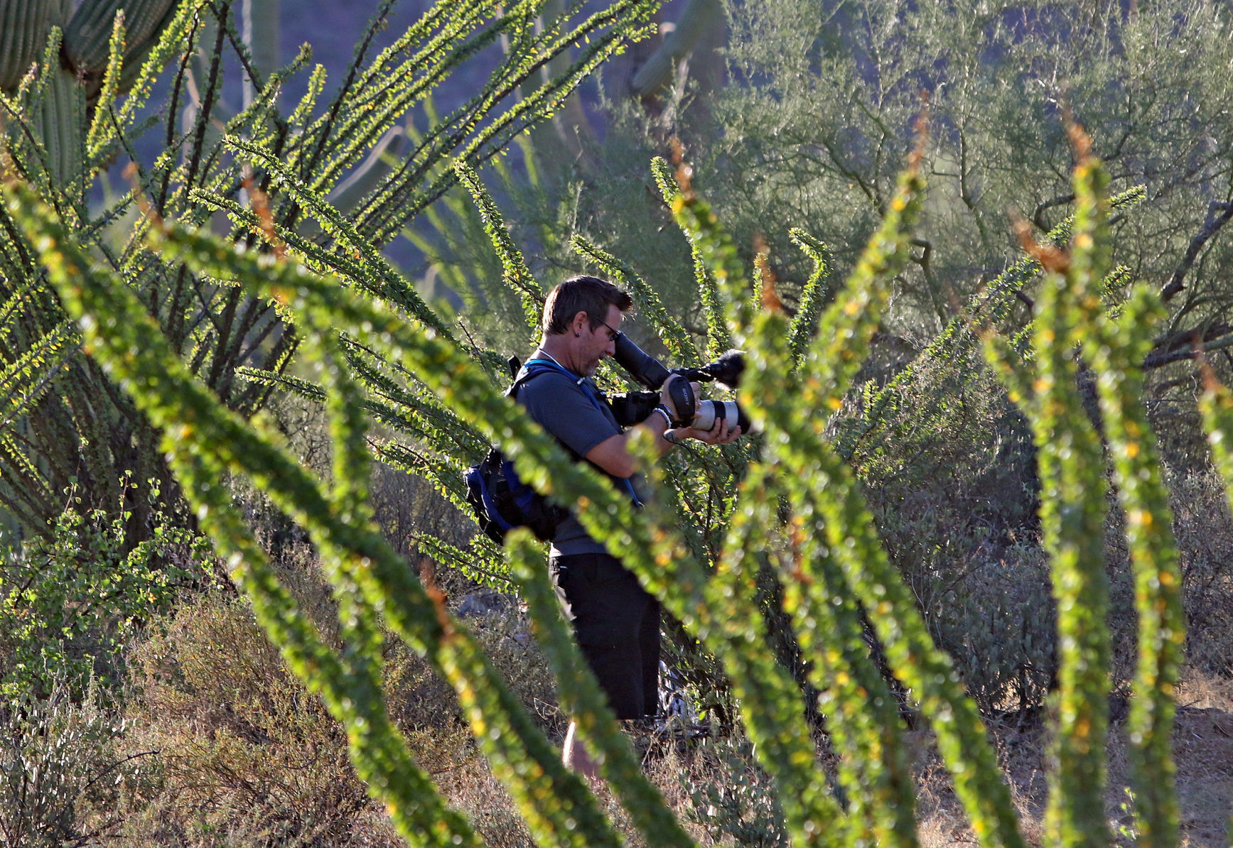 Saguaro Dance